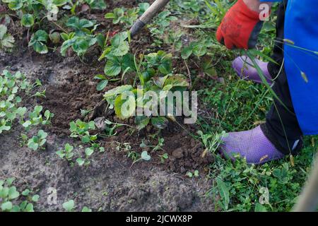 Femme mauvaises herbes les mauvaises herbes de fraise dans le champ, processus de travail Banque D'Images