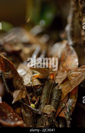 Scinque de forêt tachetée - Sphénoménormus maculatus, petit lézard caché des forêts et des forêts asiatiques, Thaïlande. Banque D'Images