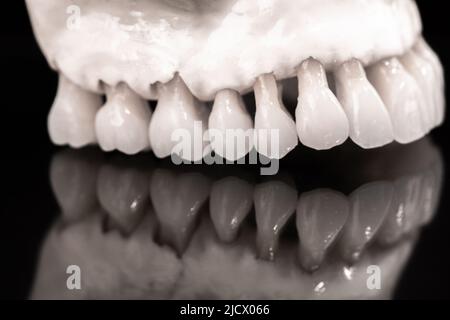 Mâchoire supérieure humaine avec réflexion sur le modèle anatomique en verre solé sur fond bleu. Des dents saines, des soins dentaires et un concept médical orthodontique. Banque D'Images