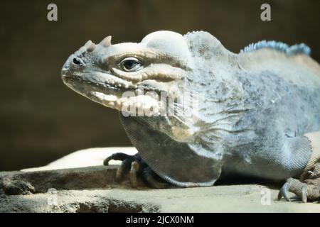 grand iguana allongé sur une pierre. Peigne épineux et peau squameuse. Photo d'animal d'un reptile Banque D'Images