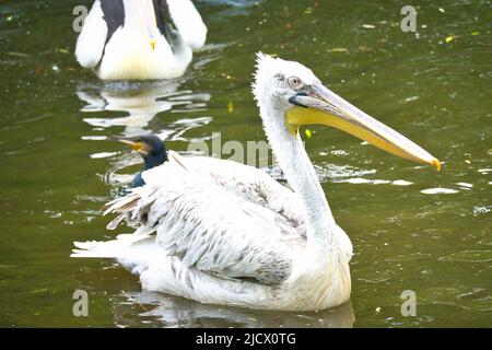 Pélican nageant dans l'eau. Plumage blanc, grand bec, dans un grand oiseau marin. Photo d'animal Banque D'Images