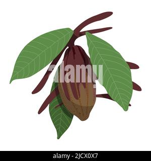 Dessin de couleur de gousse de cacao dessiné à la main. Branche d'arbre au chocolat avec feuilles vertes et haricot de cacao. Fruits de cacaoyère pour un chocolat doux naturel biologique Illustration de Vecteur