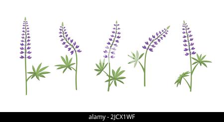 Ensemble vectoriel d'illustrations de fleurs lupin. Illustration de Vecteur