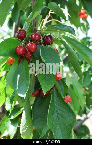 Cerises rouges naturelles et savoureuses. Accroché à l'arbre avec des feuilles vertes et prêt à récolter. Mise au point sélective sur le premier plan. Banque D'Images