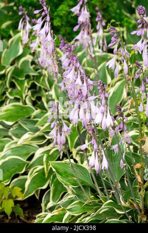 Hosta 'Mark Star', Plantain Lily, Hosta, Flower, Hostas, Fleurs, intérieur, jardin, bordure, bord Banque D'Images