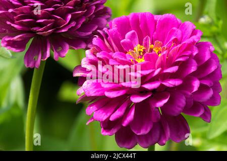 Zinnia 'Purple Prince', belle Fleur de Zinnia, Violet Bloom zinnias Banque D'Images