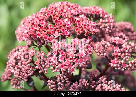 Sedum Touchdown Breeze, Flower, Hylotelephium, Touchdown Breeze, gros plan, Sedum, Hylotelephium Touchdown Breeze, Hylotelephium telephium Banque D'Images