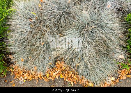 Fétuque bleue, Festuca glauca 'Elijah Blue', herbe, touffes, Festuca bleue Banque D'Images