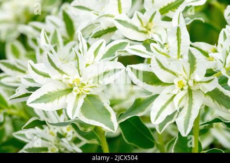 Neige sur la montagne, Euphorbia marginata Kilimandjaro Banque D'Images