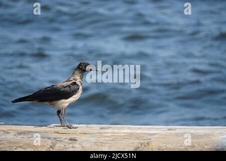 Vue rapprochée de Crow au bord de la mer Banque D'Images