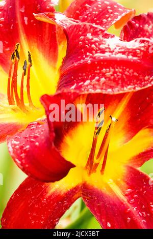 Jaune rouge le jour fleurit rouge jaune centre Banque D'Images