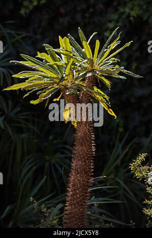 Paume de Madagascar rétro-éclairée (Pachypodium lamerei) après la pluie Banque D'Images