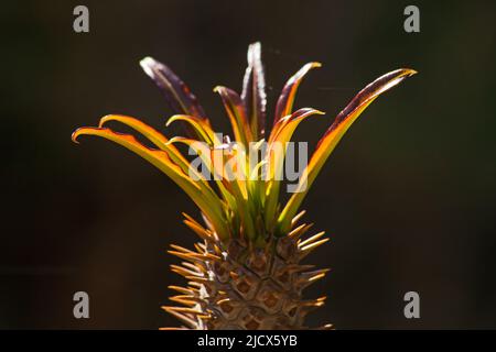 De nouvelles feuilles de la paume de la Mdagascar (Pachypodium lamerei) sur fond sombre Banque D'Images