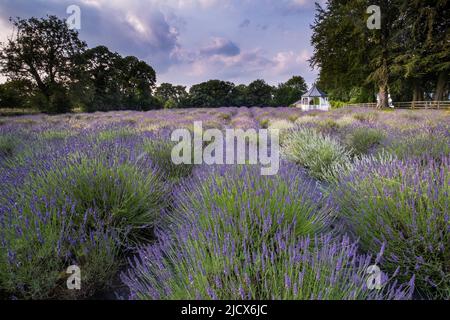Un beau champ de lavande en été, Swettenham, Cheshire, Angleterre, Royaume-Uni, Europe Banque D'Images