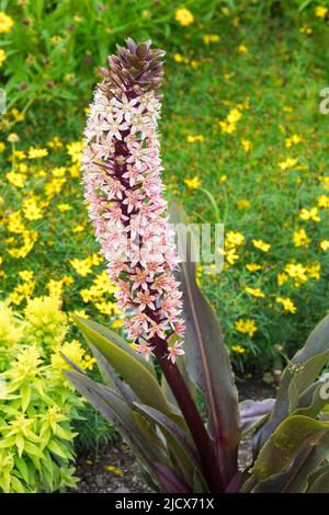 Ananas Lily Eucomis comosa 'Sparkling Rosy' dans le jardin, fleur, Spike Banque D'Images