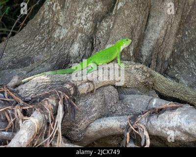 Iguana vert adulte (iguana iguana), se prélassant sur les rives du Rio Tres Irmao, Mato Grosso, Pantanal, Brésil, Amérique du Sud Banque D'Images