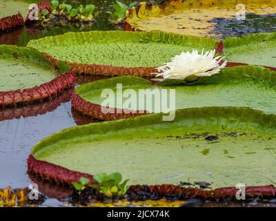 Nénuphar de la reine Victoria (Victoria amazonica), sur le Rio Pixaim, Mato Grosso, Pantanal, Brésil, Amérique du Sud Banque D'Images