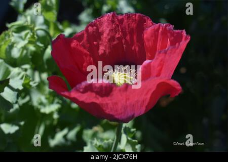 Gros plan d'un pavot à opium oriental rose géant avec un centre jaune et des bords pétale violets Banque D'Images
