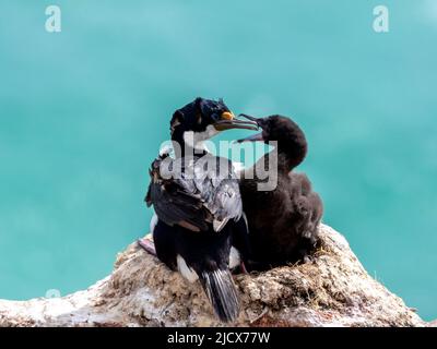 Le cerf impérial adulte (Leucocarbo atriceps), qui nourrit une poussin dans une colonie de reproduction de l'île Saunders, dans les Malouines, en Amérique du Sud Banque D'Images