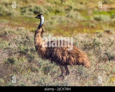 emu adulte (Dramaïus novaehollandiae), dans le Bush au parc national de Cape Range, Australie occidentale, Australie, Pacifique Banque D'Images