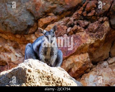 Wallaby de roche à pieds noirs adulte (Petogale lateralis), dans le parc national de Cape Range, Australie occidentale, Australie, Pacifique Banque D'Images