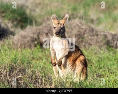 Kangourou rouge adulte (Macropus rufus), dans le parc national de Cape Range, Australie occidentale, Australie, Pacifique Banque D'Images