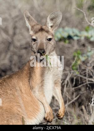 Kangourou rouge adulte (Macropus rufus), dans le parc national de Cape Range, Australie occidentale, Australie, Pacifique Banque D'Images