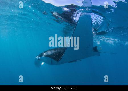 Rayon de manta de récif pour adultes (Mobula alfredi), sous l'eau dans le récif de Ningaloo, Australie occidentale, Australie, Pacifique Banque D'Images