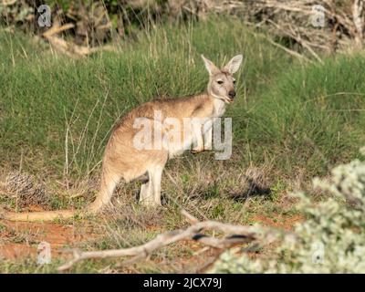 Kangourou rouge adulte (Macropus rufus), dans le parc national de Cape Range, Australie occidentale, Australie, Pacifique Banque D'Images