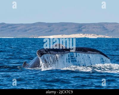 Baleine à bosse adulte (Megaptera novaeangliae), plongée sous-marine sur le récif de Ningaloo, Australie occidentale, Australie, Pacifique Banque D'Images