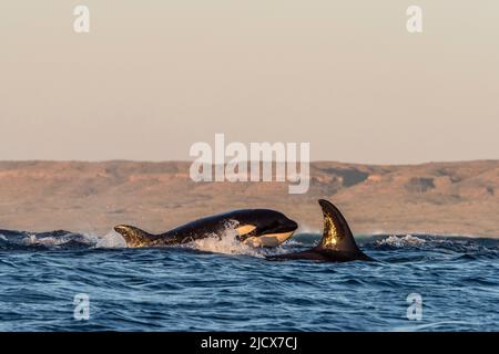 Un groupe de mammifères mangeant des épaulards (Orcinus orca), en surfaçage sur le récif de Ningaloo, Australie occidentale, Australie, Pacifique Banque D'Images