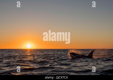 Orque mâle adulte (Orcinus orca), surmontée au coucher du soleil sur le récif de Ningaloo, Australie occidentale, Australie, Pacifique Banque D'Images