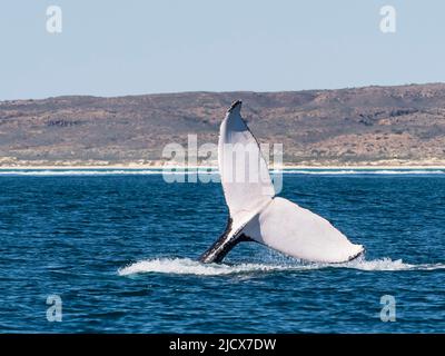 Baleine à bosse (Megaptera novaeangliae), adulte, plongée sous-marine sur le récif de Ningaloo, Australie occidentale, Australie, Pacifique Banque D'Images