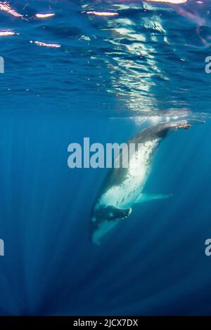 Baleine à bosse (Megaptera novaeangliae), adulte sous le récif de Ningaloo, Australie occidentale, Australie, Pacifique Banque D'Images