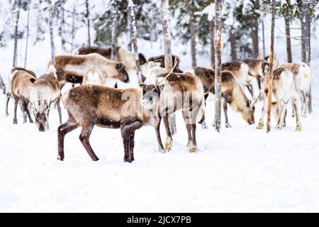Troupeau de rennes dans la forêt arctique pendant une chute de neige hivernale, Laponie, Suède, Scandinavie, Europe Banque D'Images