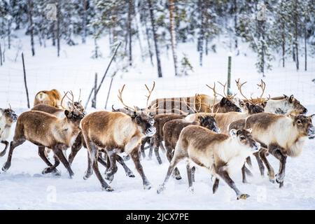 Troupeau de rennes dans la forêt arctique pendant une chute de neige hivernale, Laponie, Suède, Scandinavie, Europe Banque D'Images