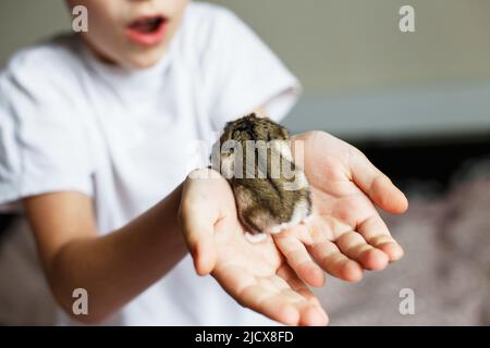 Joli petit hamster dans les mains de l'enfant près Banque D'Images