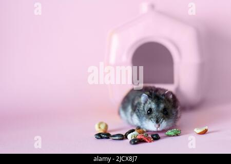 Le hamster nain Djungarian mange de la nourriture près de sa maison sur un fond rose Banque D'Images