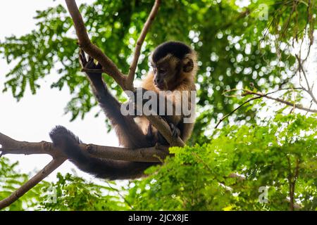 Singe Capuchin (Cebinae), assis à l'embranchement, Forest Park Sinop, Sinop, Mato Grosso, Brésil, Amérique du Sud Banque D'Images