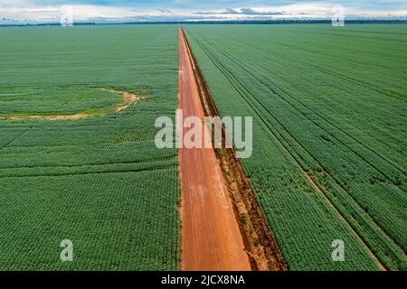 Champs de soja géants, Sinop, Mato Grosso, Brésil, Amérique du Sud Banque D'Images