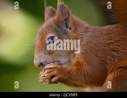 Munich, Allemagne. 16th juin 2022. Un écureuil est assis sur un seuil de fenêtre en mangeant une noisette. Credit: Sven Hoppe/dpa/Alay Live News Banque D'Images