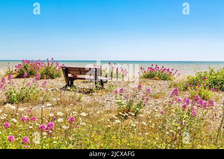 Banc vide au milieu de fleurs sauvages sur la plage de galets à Pevensey Bay, East Sussex, Angleterre, Royaume-Uni, Europe Banque D'Images