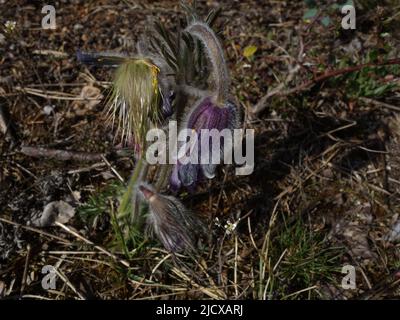 Pulsatilla pratensis en plusieurs étapes, comme un bourgeon, bientôt en fleur et un qui envoie bientôt les graines avec sa tête en forme de brosse. Banque D'Images