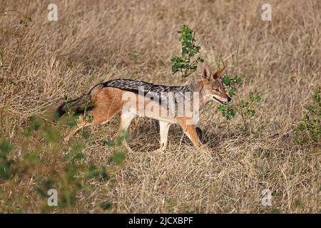 Jackal à dos noir dans le parc national de Chobe, Botswana Banque D'Images