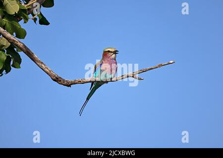 Rouleau à coupe lilas sur une succursale dans le parc national de Chobe, Botswana Banque D'Images