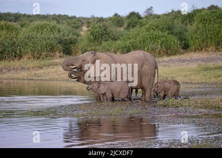 Groupe d'éléphants buvant de la rivière Chobe Botswana Banque D'Images