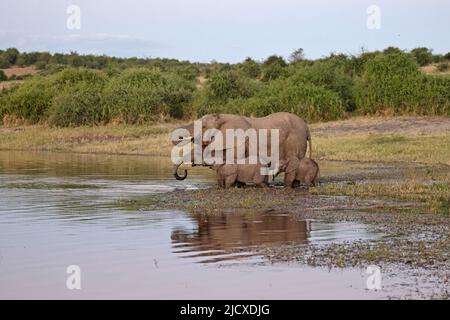 Groupe d'éléphants buvant de la rivière Chobe Botswana Banque D'Images