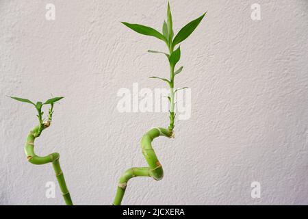 Plante de bambou fleuri vue rapprochée à la maison Banque D'Images