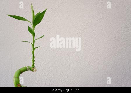 Plante de bambou fleuri vue rapprochée à la maison Banque D'Images