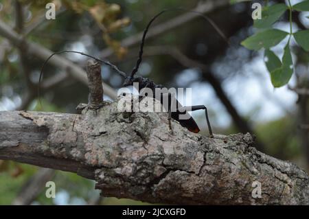 Un grand coléoptère noir avec de longs whiskers se trouve sur la branche Banque D'Images